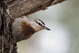 Kruper's Nuthatch, Iztuzu beach road