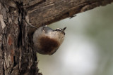Kruper's Nuthatch, Iztuzu beach road