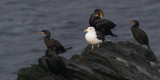 Great Black-backed Gull & Shags, Grutness-Mainland, Shetland