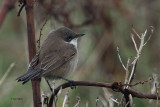 Lesser Whitethroat, Skaw-Unst, Shetland