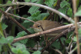 Marsh Warbler, Sumburgh Quarry-Mainland, Shetland