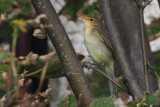 Melodious Warbler, Lunna-Mainland, Shetland