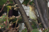 Melodious Warbler, Lunna-Mainland, Shetland