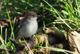 Pied Flycatcher, Swinning-Mainland, Shetland