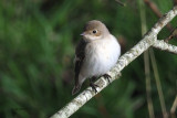 Pied Flycatcher, Swinning-Mainland, Shetland