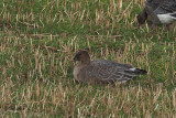 Pink-footed Goose, Loch of Brow-Mainland, Shetland