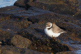 Ringed Plover (juvenile), Leebotten-Mainland, Shetland