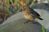 Rock Pipit, Grutness-Mainland, Shetland