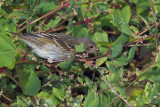 Common Rosefinch, Leebotten-Mainland, Shetland