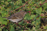Common Rosefinch, Leebotten-Mainland, Shetland