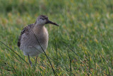 Ruff, Sandwick-Mainland, Shetland
