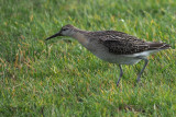 Ruff, Sandwick-Mainland, Shetland