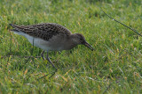 Ruff, Sandwick-Mainland, Shetland