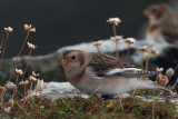 Snow Bunting, Grutness-Mainland, Shetland