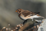 Snow Bunting, Grutness-Mainland, Shetland