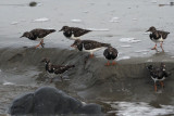 Turnstone, Lunda Wick-Unst, Shetland