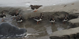 Turnstone, Lunda Wick-Unst, Shetland