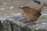 Wren, Quendale Mill-Mainland, Shetland