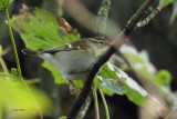 Yellow-browed Warbler, Halligarth-Unst, Shetland