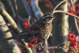 Redwing, Baillieston, Glasgow