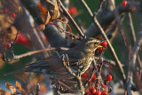 Redwing, Baillieston, Glasgow