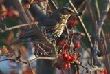 Redwing, Baillieston, Glasgow