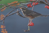 Redwing, Baillieston, Glasgow