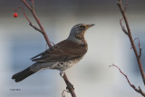 Fieldfare, Baillieston, Glasgow