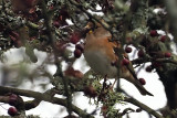 Brambling,Loch Lomond NNR, Clyde