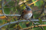 Brambling, RSPB Loch Lomond, Clyde