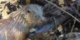 Otter, RSPB Loch Lomond