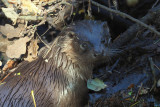 Otter, RSPB Loch Lomond