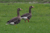 Greenland White-fronted Goose, near Croftamie, Clyde