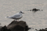 Little Gull, Cardwell Bay-Gourock, Clyde