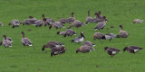 Greenland White-fronted, Barnacle and Pink-footed Geese, near Croftamie, Clyde