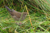 River Warbler