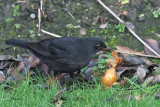 Blackbird, Baillieston, Glasgow