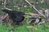 Blackbird, Baillieston, Glasgow