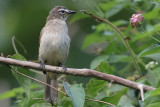 White-browed Bulbul, Kithulgala, Sri Lanka