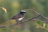 White-browed Fantail, Yala NP, Sri Lanka