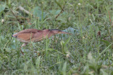 Yellow Bittern, Tissamaharama, Sri Linka