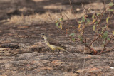 Yellow Wagtail, Yala NP, Sri Lanka