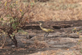Yellow Wagtail, Yala NP, Sri Lanka
