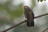 Yellow-billed babbler, Sinharaja NP, Sri Lanka