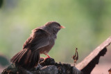 Yellow-billed Babbler, Kithulgala, Sri Lanka
