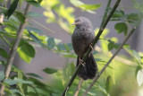 Yellow-billed Babbler, Kithulgala, Sri Lanka