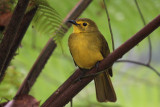 Yellow-browed Bulbul, Sinharaja NP, Sri Lanka