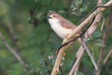 Yellow-eyed Babbler, Uda Walawe NP, Sri Lanka
