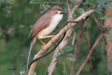Yellow-eyed Babbler, Uda Walawe NP, Sri Lanka