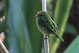 Yellow-fronted Barbet, Kithulgala, Sri Lanka
